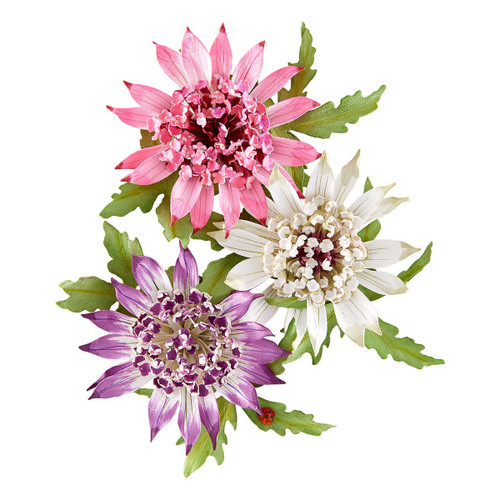 Spellbinders Etched Dies-Astrantia - 5A003XGG-1HSFK