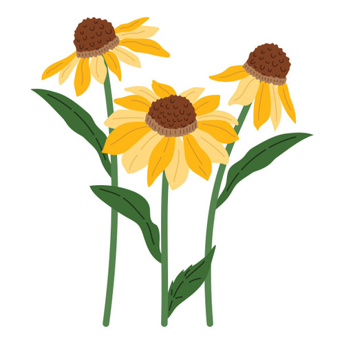 Spellbinders Etched Dies by Simon Hurley-Wild Coneflowers - 5A003XGH-1HSF6
