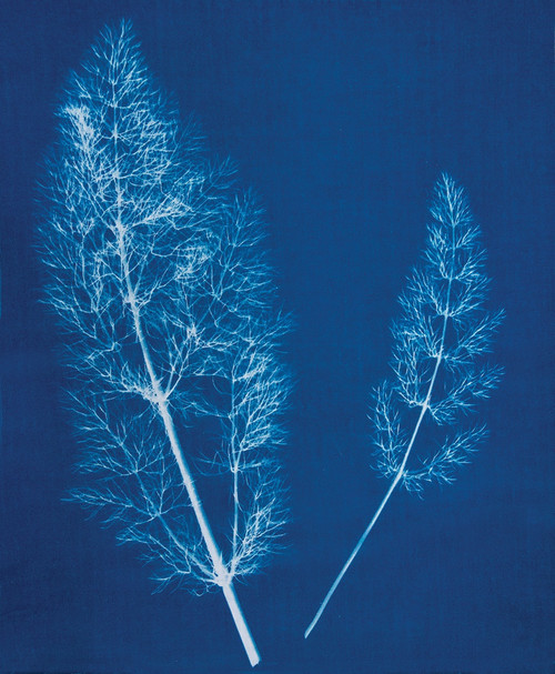 Jacquard Cyanotype Chemistry Set- - JCYA1100