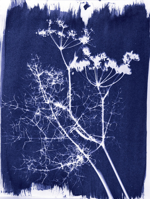 Jacquard Cyanotype Chemistry Set- - JCYA1100