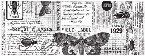 Idea-Ology Collage Paper 6"X6yds-Entomology - TH94120