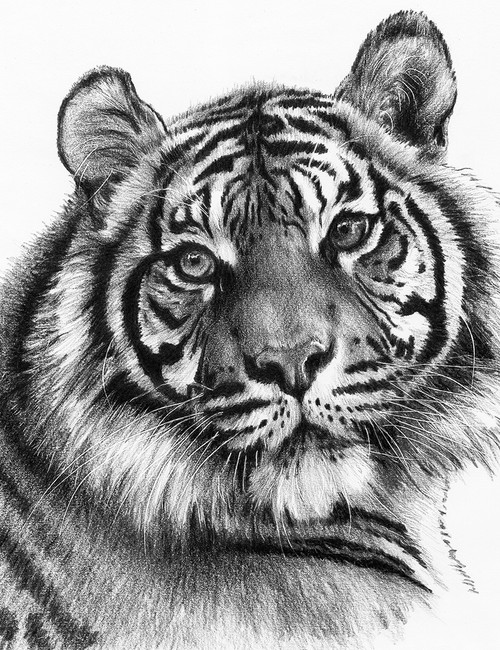 3 Pack - Royal & Langnickel(R) Sketching Made Easy Kit 9"X12"-Clawdia - SKBN-22