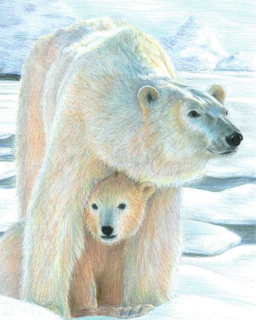3 Pack - Royal & Langnickel Color Pencil By Number Kit 8.75"X11.75"-Polar Love - CPBNK-22
