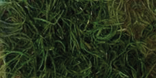 6 Pack - Quality Growers Preserved Spanish Moss 108.5 Cubic Inches-Apple Green - QG1542