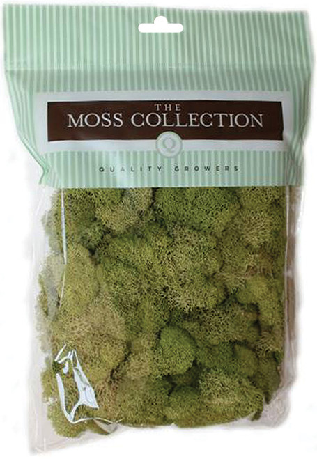 3 Pack Quality Growers Preserved Reindeer Moss 108.5 Cubic Inches-Spring Green QG2060 - 740657070338