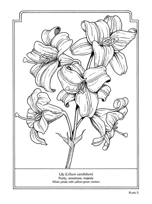 Dover Publications-The Language Of Flowers Coloring Book -DOV-43035