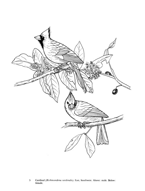 Audubon's Birds Of American Coloring Book-Softcover - B6230498