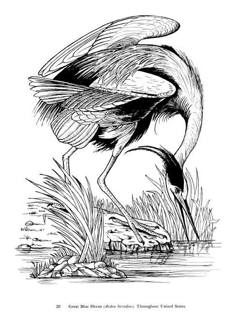 Audubon's Birds Of American Coloring Book-Softcover - B6230498