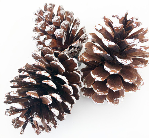 Foundations Decor Tiered Tray Add On Pinecones 3/Pkg-Frosted -681328 - 804589681328