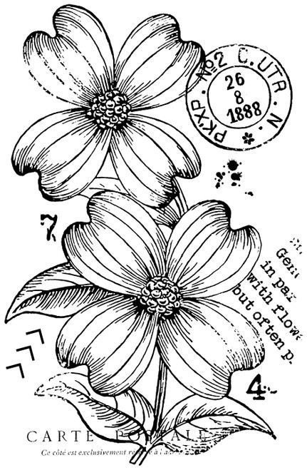 3 Pack Woodware Clear Stamp 3"X4"-Dogwood Flowers FRM062