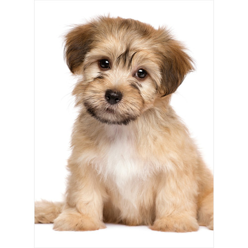 Camelot Dots Diamond Art Kit 11.8"X15.7"-Darling Puppy - 5A002CQL-1GG8D Camelot Dots Diamond Art Kit 11.8"X15.7"-Darling Puppy - 5A002CQL-1GG8D