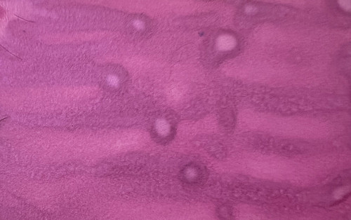 Lindy's Stamp Gang Magical Shaker 2.0 Set 5/Pkg-Go Girl Shimmers - 5A002HNB-1GK6X Lindy's Stamp Gang Magical Shaker 2.0 Set 5/Pkg-Go Girl Shimmers - 5A002HNB-1GK6X