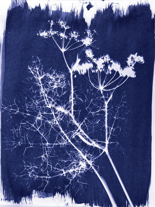 Jaquard Cyanotype Class Pack-W/sheets 30/Pkg - 5A002K46-1GLLM