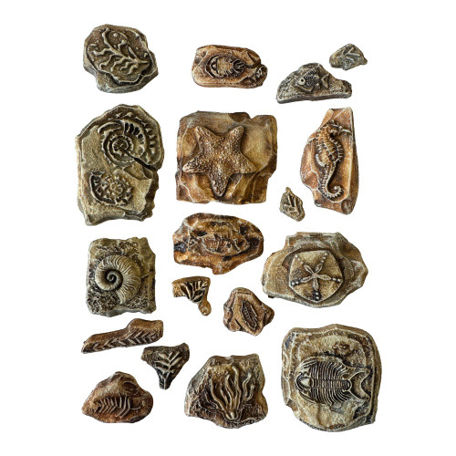 Stamperia Soft Maxi Mould A5-Silent Sea Fossils - 5A002XGX-1GYG9