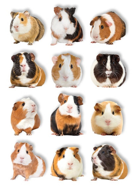Paper House Pop Up Stickers-Guinea Pigs - 5A0031N0-1H361 - 767636139794 Paper House Pop Up Stickers-Guinea Pigs - 5A0031N0-1H361 - 767636139794