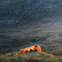 Ultralight Survival Shelter 2