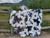 Western Edit - Travel Blanket