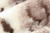 E-CANADIAN LYNX, Sepia Tone - Travel Blanket (45"x60")