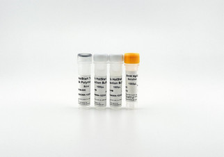 HotStart Taq DNA Polymerase 500U D129-500, chemically modified heat-activated Taq for specific PCR amplification, reduces primer-dimer and non-specific bands
