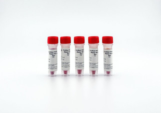 HotStart PCR 2x Master Mix Red D136, 5000ul, chemically activated hot start Taq master mix with red loading dye, amplification up to 7kb, direct gel loading