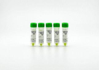 HotStart PCR 2x Master Mix Green D136G, 5000ul, chemically activated hot start Taq master mix with green loading dye, amplification up to 7kb, direct gel loading