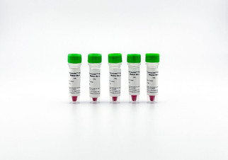 Conquest PCR Master Mix-4 D911-Mix4, 5 x 1000ul, 2X long-range PCR master mix with enhanced processivity buffer for large fragment amplification, direct gel loading