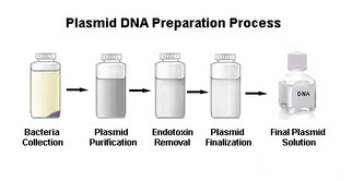 Large Scale Plasmid DNA Prep Level 1-up to 2000µg