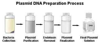 Quantity Guaranteed Plasmid DNA Prep Service 3 for 11-20mg