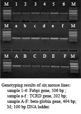 Direct-PCR 2X MasterMix, 1ml Direct-PCR 2X MasterMix, 1ml