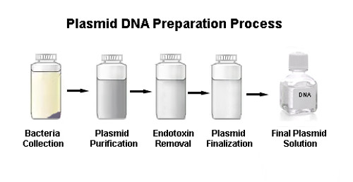 Large Scale Plasmid DNA Prep Level 1-up to 2000µg