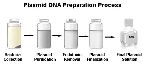 Quantity Guaranteed Plasmid DNA Prep Service 3 for 11-20mg