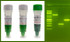 SafeStain 2x PCR Master Mix SafeStain 2x PCR Master Mix