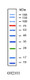 AccuRuler Prestained Protein Ladder 10X 250ul  + 5 kits of 200ml ECL Solution