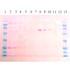 EZ-Red Protein Blot Staining Solution