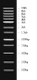 1KB Plus DNA Ladder