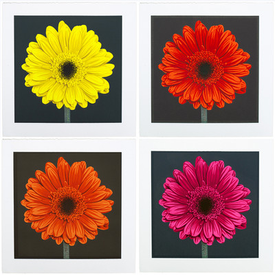 Gerbera Daisy screen prints (4 editions + monoprints) Gerbera Daisy screen prints (4 editions + monoprints)