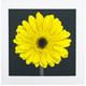 Yellow Gerbera, Edition of 15 + 4 A.P. Yellow Gerbera, Edition of 15 + 4 A.P.