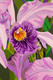 Orchids and Vase