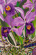 Orchids and Vase