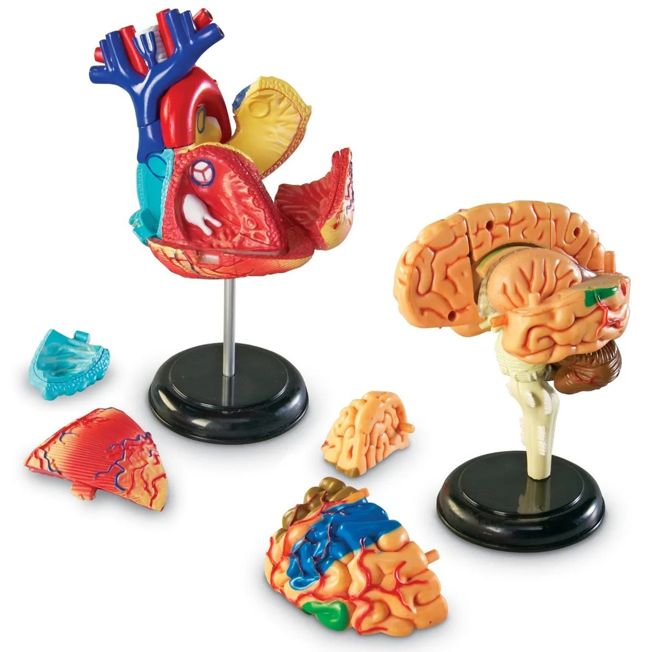 Learning Resources Anatomy Display Model Set (Human Skeleton, Brain