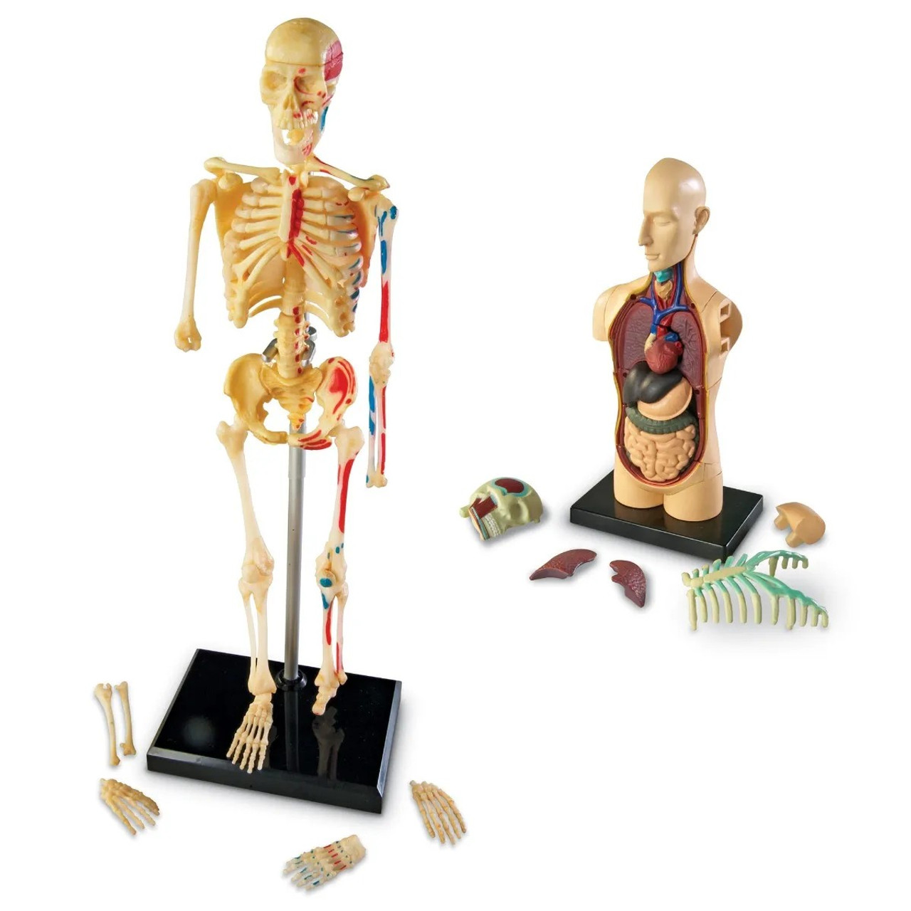 Learning Resources Anatomy Display Model Set (Human Skeleton, Brain