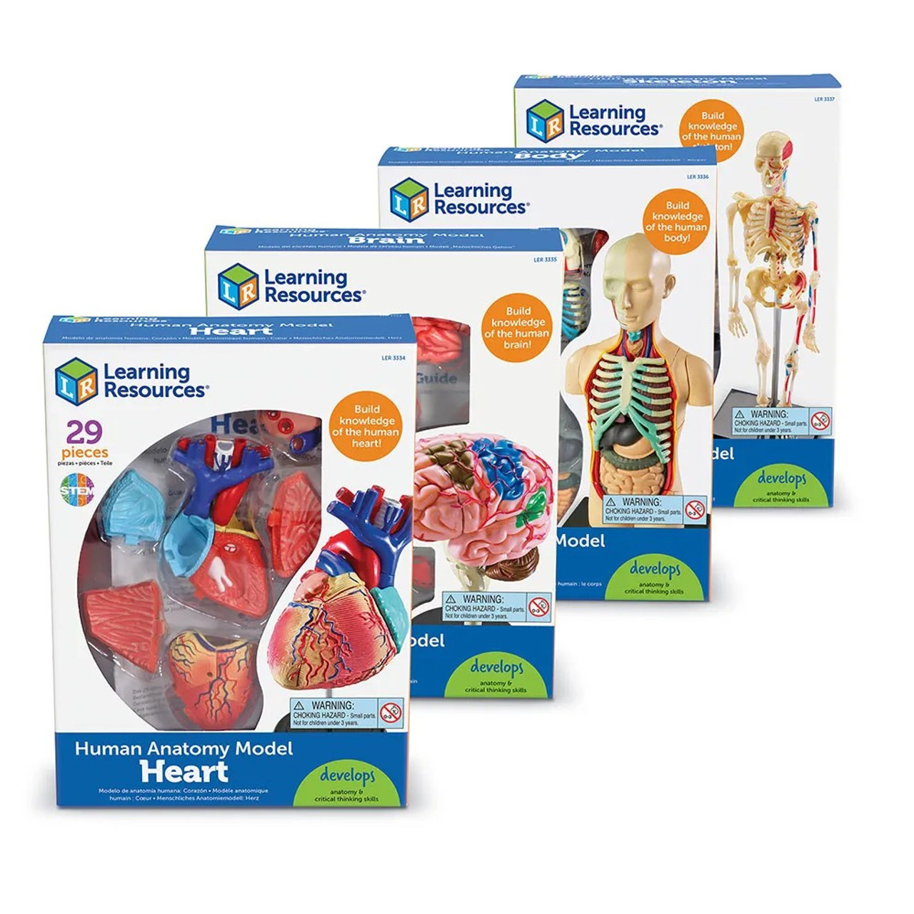 Learning Resources Anatomy Display Model Set (Human Skeleton, Brain