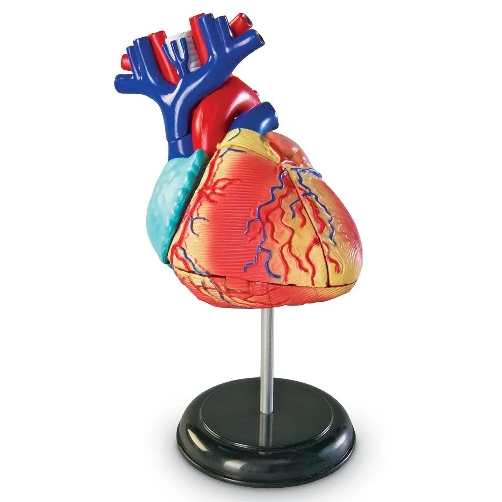 Learning Resources Heart Anatomy Display Model - Supplies for Schools