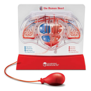 LER3535 Learning Resources Pumping Heart Model