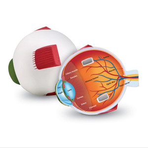 LER1907 Learning Resources Cross-Section Human Eye Display Model LER1907 Learning Resources Cross-Section Human Eye Display Model