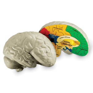 LER1903 Learning Resources Cross-Section Human Brain Display Model LER1903 Learning Resources Cross-Section Human Brain Display Model