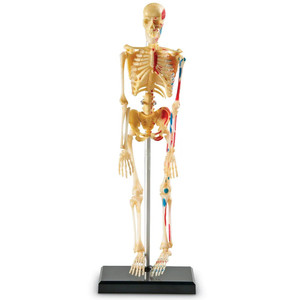 LER3337 Learning Resources Human Skeleton Display Model LER3337 Learning Resources Human Skeleton Display Model