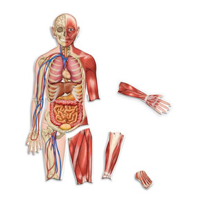 LER6044 Learning Resources Double-Sided Magnetic Human Body Demonstration Set LER6044 Learning Resources Double-Sided Magnetic Human Body Demonstration Set
