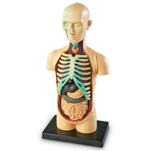 LER3336 Learning Resources Human Body Anatomy Display Model LER3336 Learning Resources Human Body Anatomy Display Model