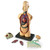Learning Resources Human Body Anatomy Display Model